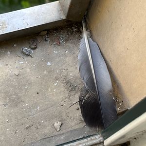 大胸❌挤奶❌❌狂揉
