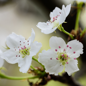 大胸❌挤奶❌❌狂揉
